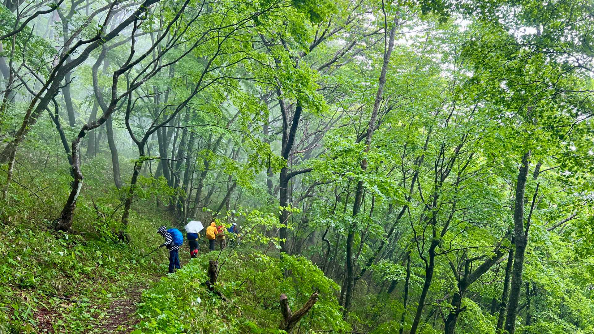霧雨の中、下山します