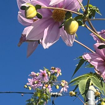 キレイなお花🌸