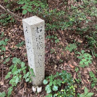 これ以上行くと、会社に間に合わない。今日も湿気が凄い🥵　そして蜘蛛の巣も酷い🕸️
日曜夕方は、インソールを入れ忘れたまま鬼ヶ岳に。入れてないと、ちゃんと違和感あるもんで😅