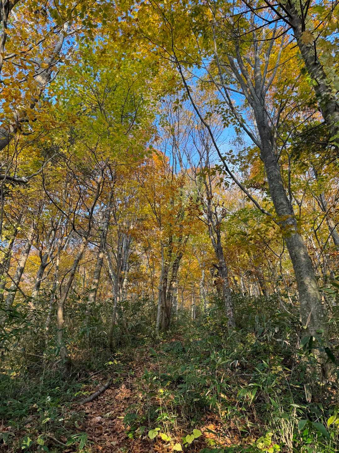 白泉岳-中白水岳 往復コースの写真