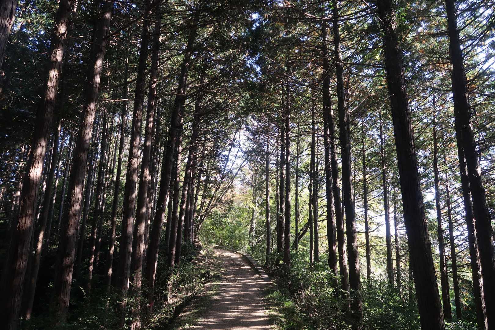 お散歩道。