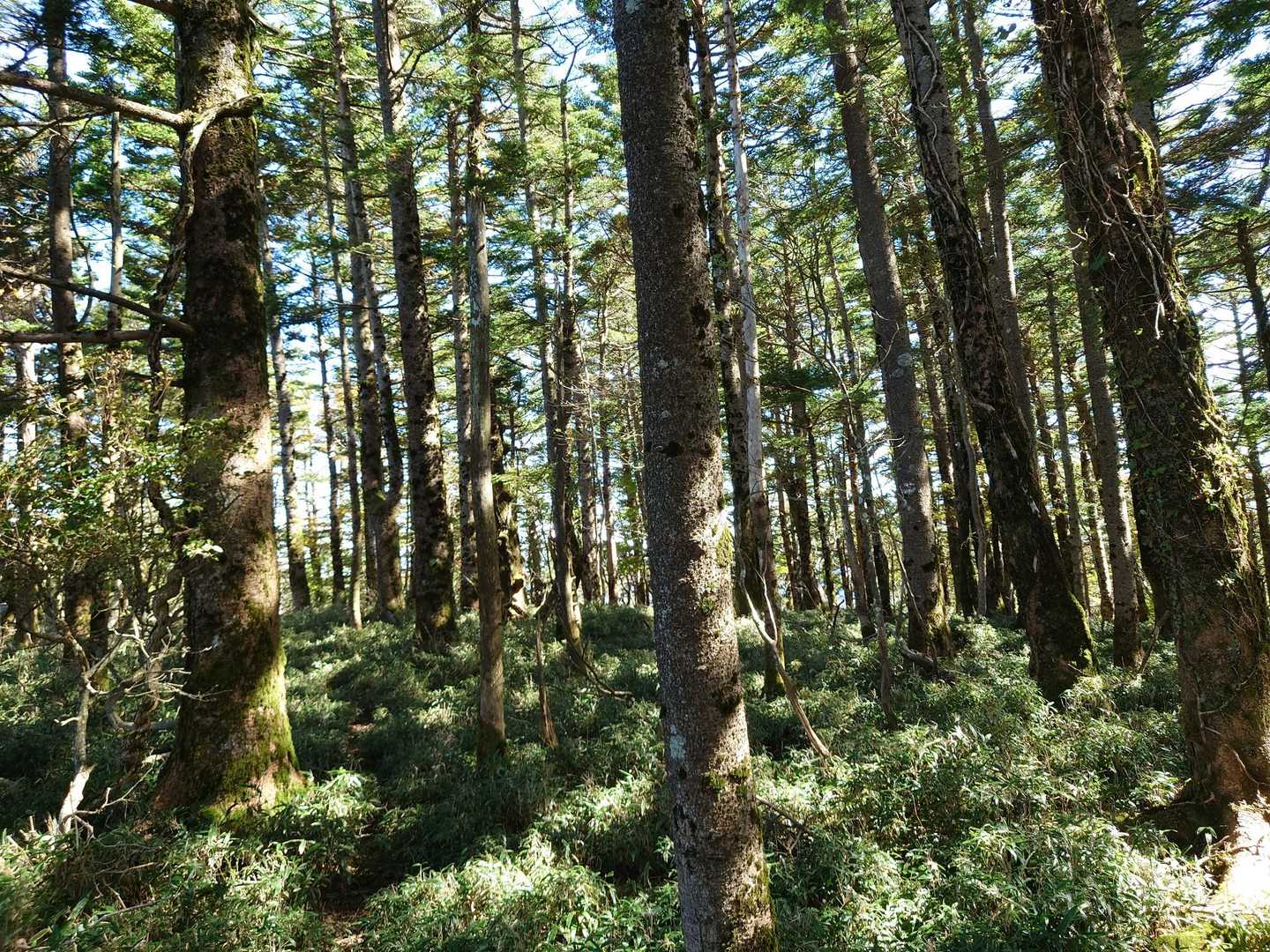 レポでは激坂とあったけど
なんてことないなだらかな道
森林浴を楽しみながら下ります