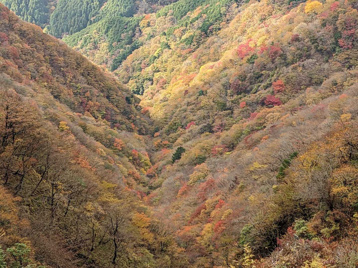 ふと崖下に目をやるとパッチワークのような紅葉🍁が👀
今日はこれを楽しみに来たので富士山はどうでもいいんです(強がる)