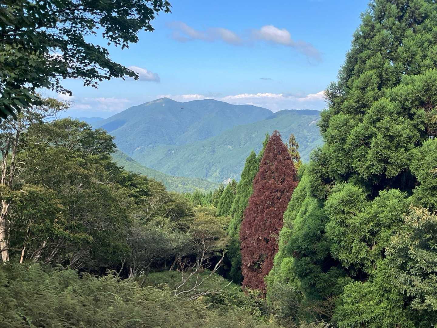 皆子山登り口-皆子山 往復コースの写真