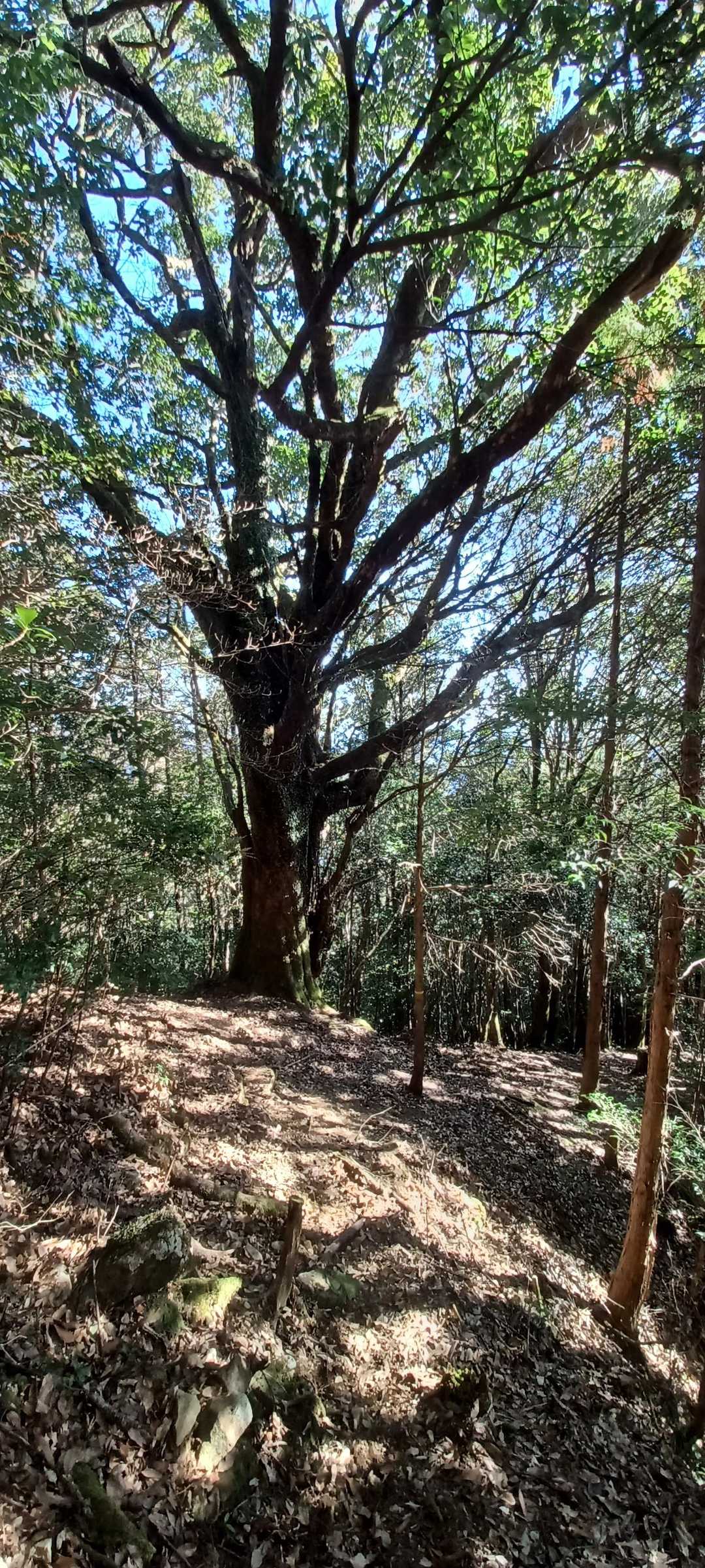 堂ヶ森登山口-地蔵堂-堂ヶ森 往復コースの写真