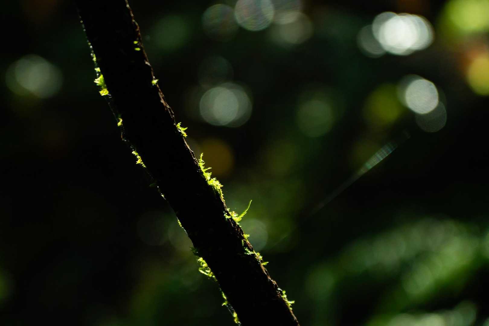 一緒に登山できるのまじ嬉しくて
興奮(*ﾟ∀ﾟ*)ﾑｯﾊｰ

苔がキラキラしてた✨️