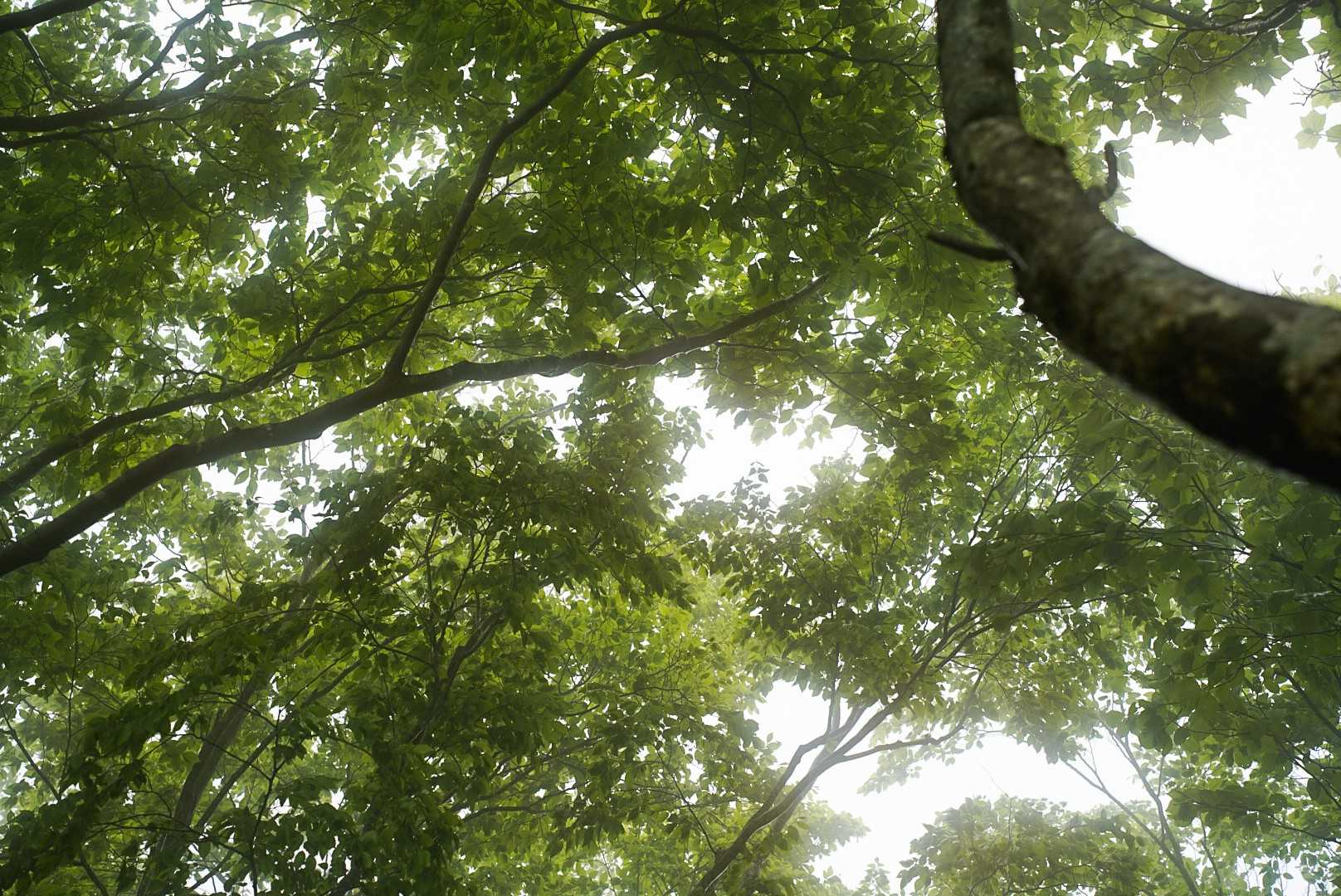 大万木山 往復コースの写真