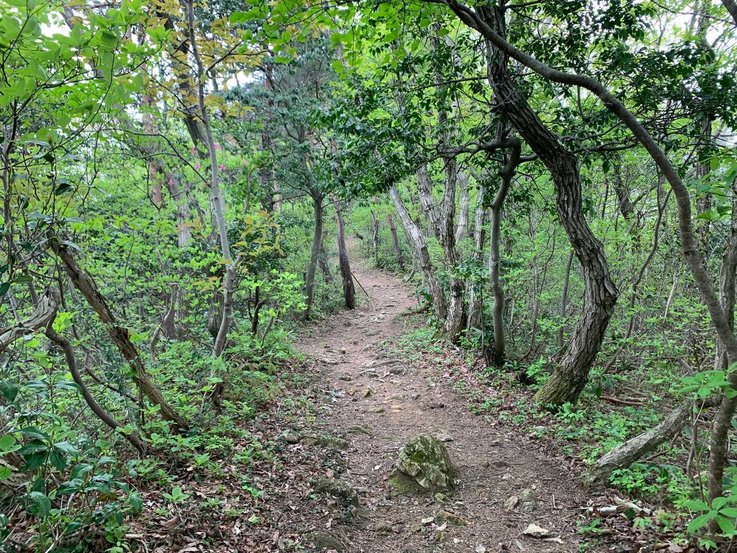 登りで、木のトンネルが続きます