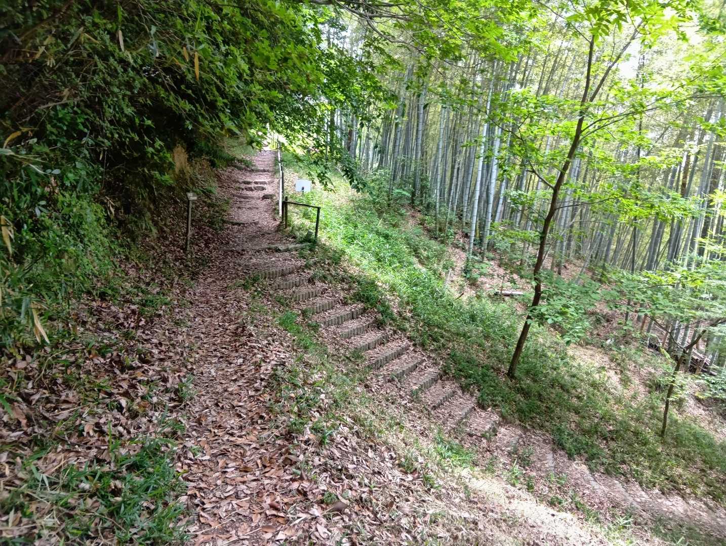 公園付近の竹林を超えて、