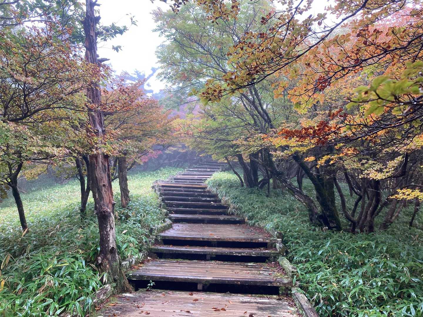大台ヶ原バス停-大台ヶ原山-尾鷲辻 周回コースの写真