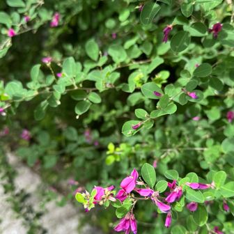 秋のお寺と言えば、、萩の花。

奈良のお寺もよく咲いてたなぁ☺️
