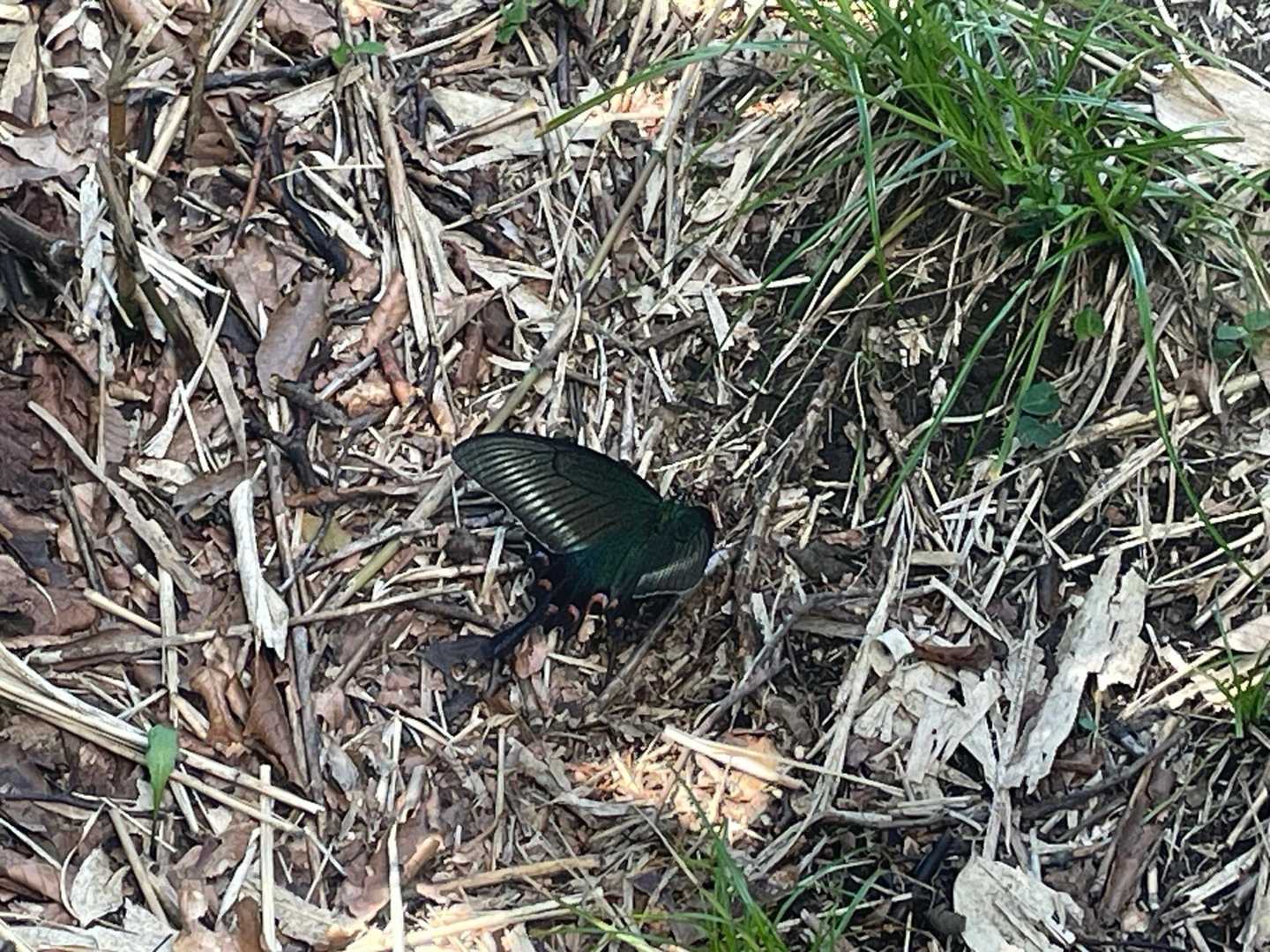 アゲハ蝶の一種、ミヤマアゲハ🦋かと…。