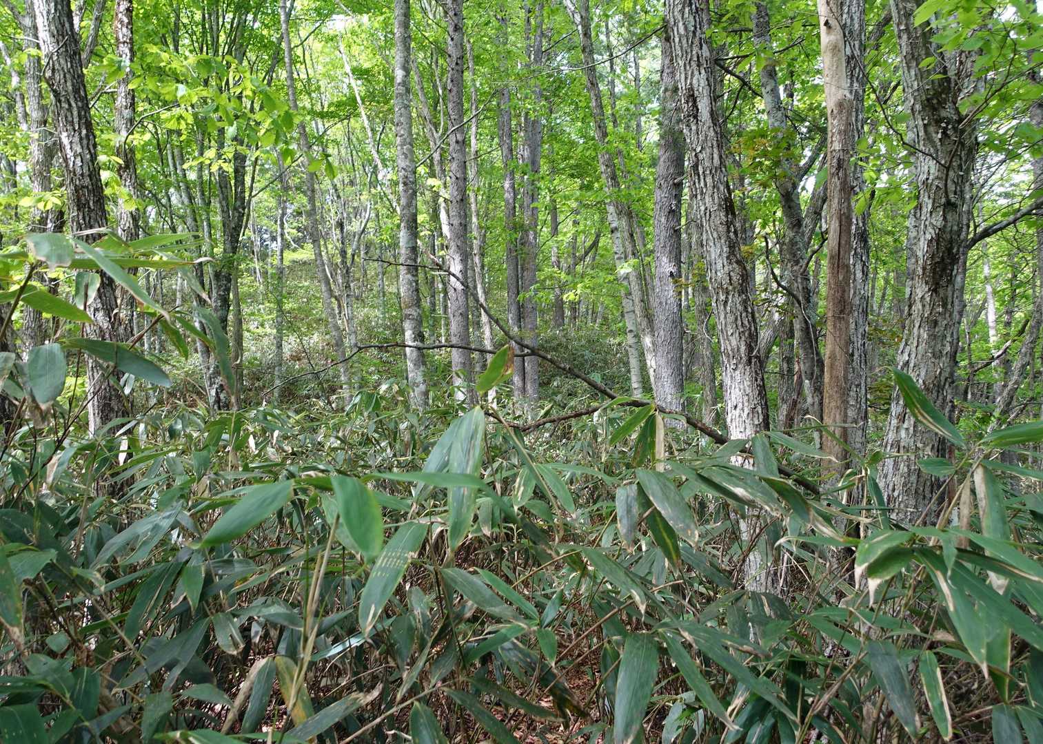 林床にクマイザサの薮が出現する。