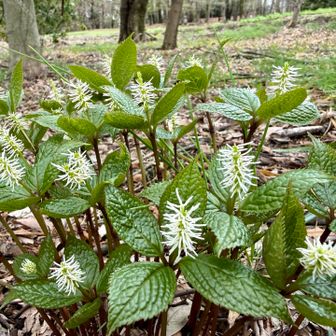 ヒトリシズカさん