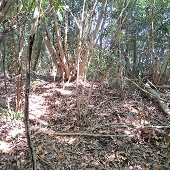登山道？　誰かが通った後を登ります。