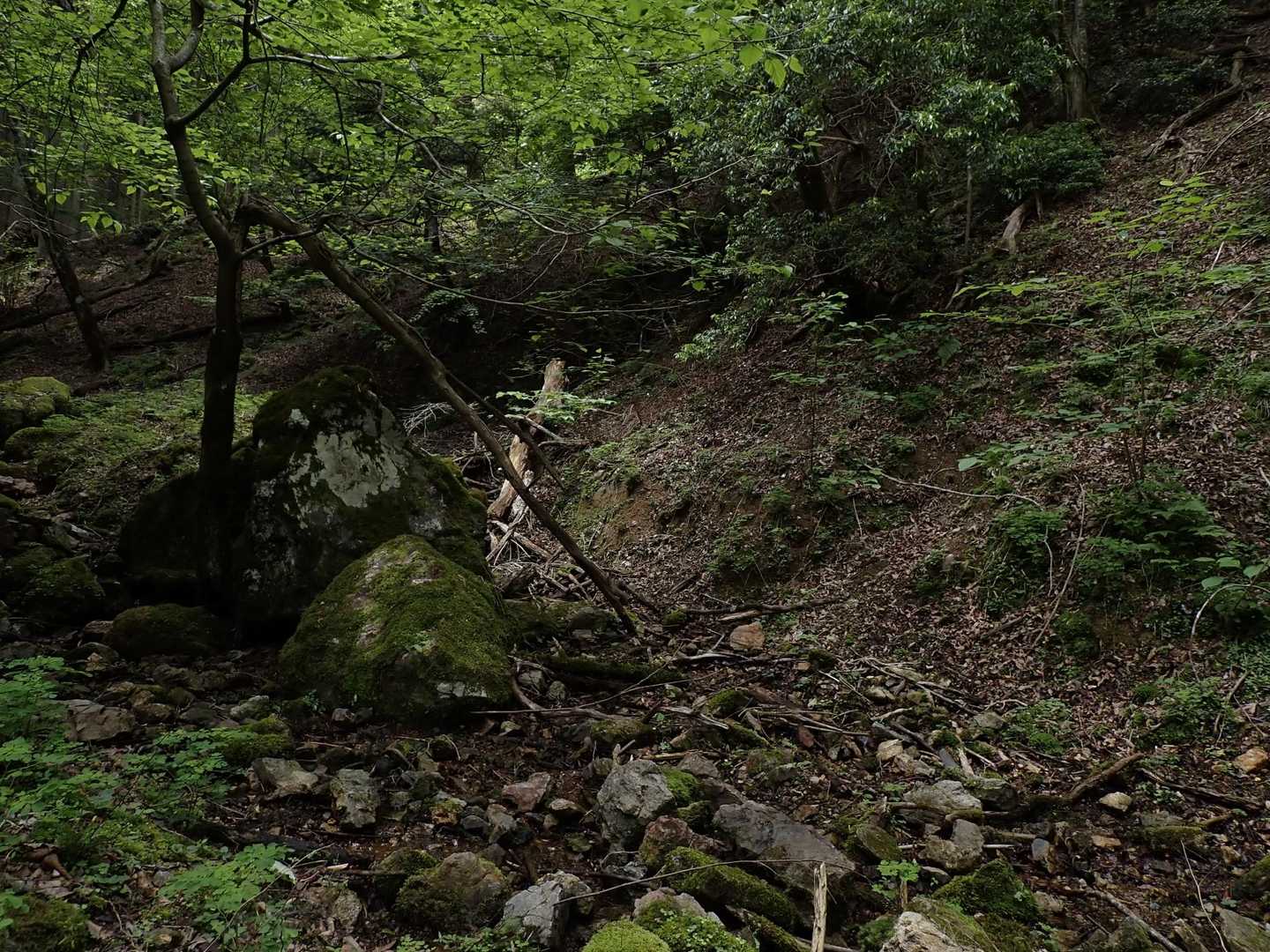 沢へ降りてきた。バキッと音がしたから鹿かなと顔をあげたら10㍍先にデカい黒毛のおしり👀あ～ってなったが動かずしばらくじっとしてからゆっくりと歩くと斜面の大木からヒョッコリはんされお互い見つめ合う視線のレーザービームを出し合い、恐怖はなく(可愛らしい顔やなあと)ほんまどうかしてるが🐻も2度目なら少しは上手に愛のメッセージを伝えたのかゆっくりと去っていかれました。流石森の王者、こちらに何もさせてくれない威厳が💦頼むから出逢いはスローモーションにしてほしい😅過去に今日スタートした岩屋山橋付近で目撃情報が上がっており人は何もしないのを知ってたのかな