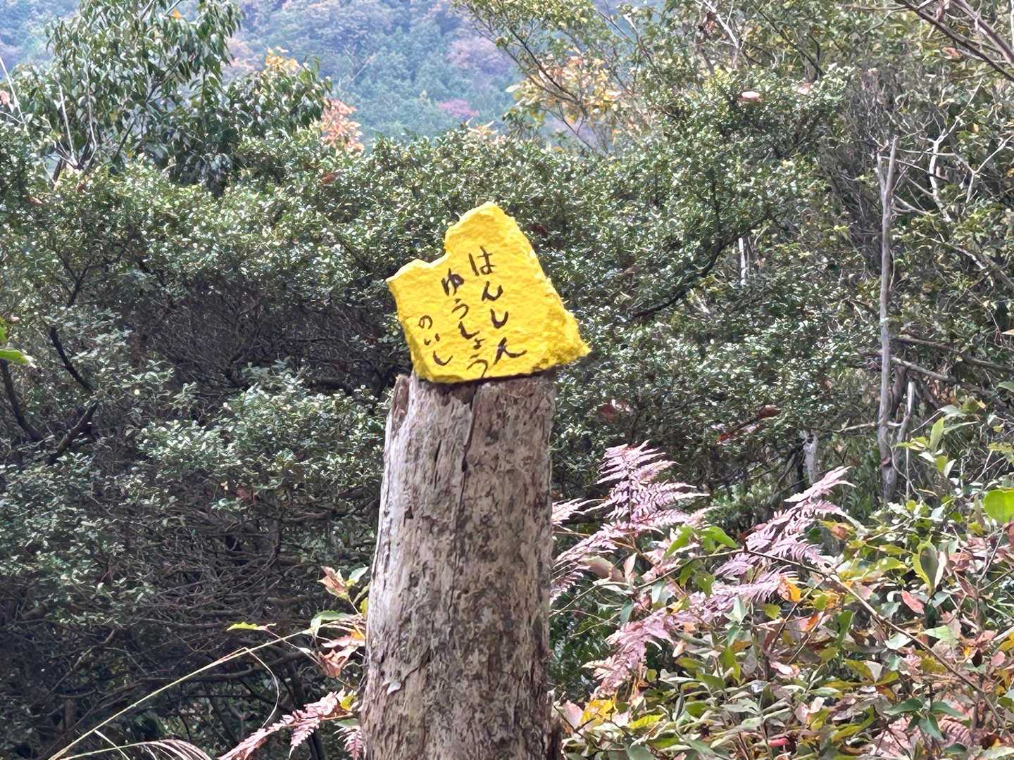 来年こそは....