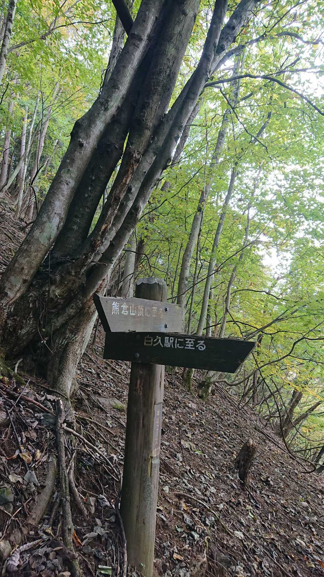 落葉樹が現れた登山道
