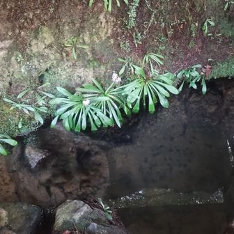 まあまあ澄んでた