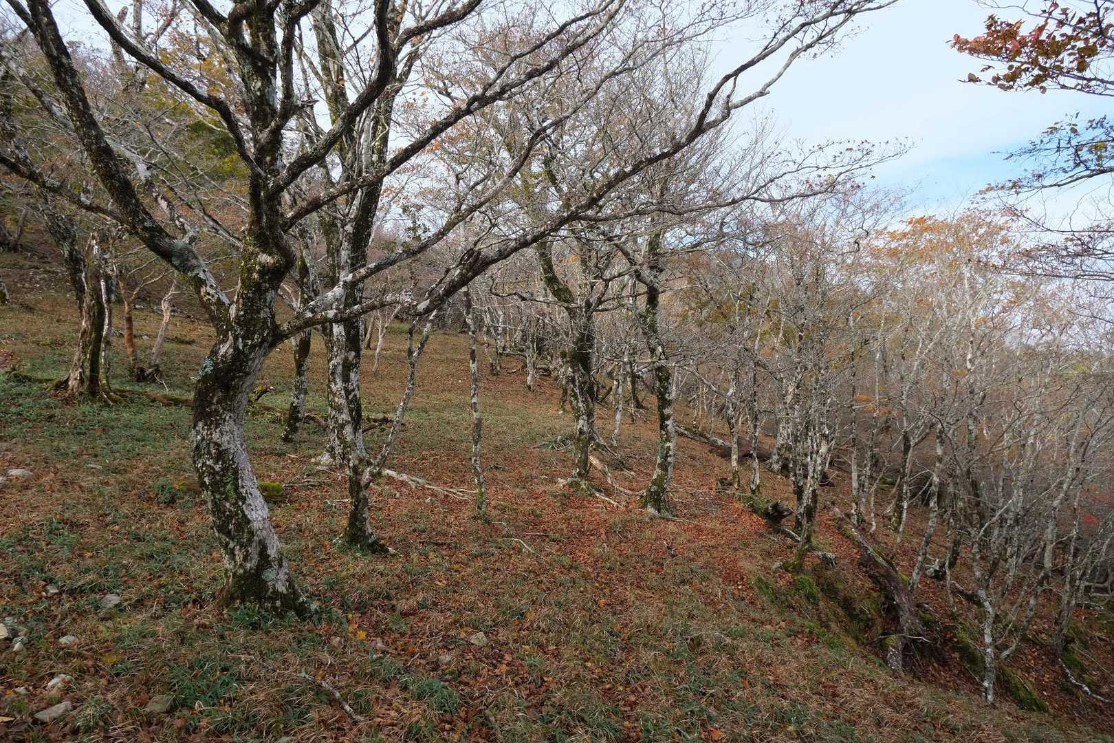 八経ヶ岳 | 近畿最高峰の絶景パノラマ。苔むす原生林を抜け大峰の峰々を望むの写真