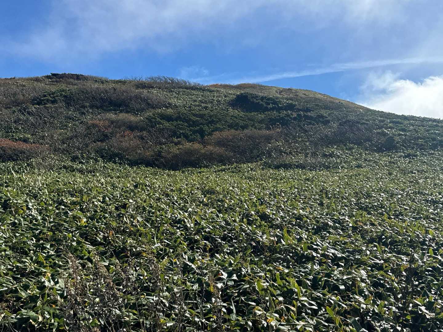 笹薮の気持ちの良い登山道も続きます