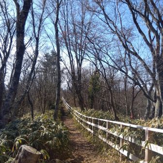 この葉の落ちたのがブナ林かな