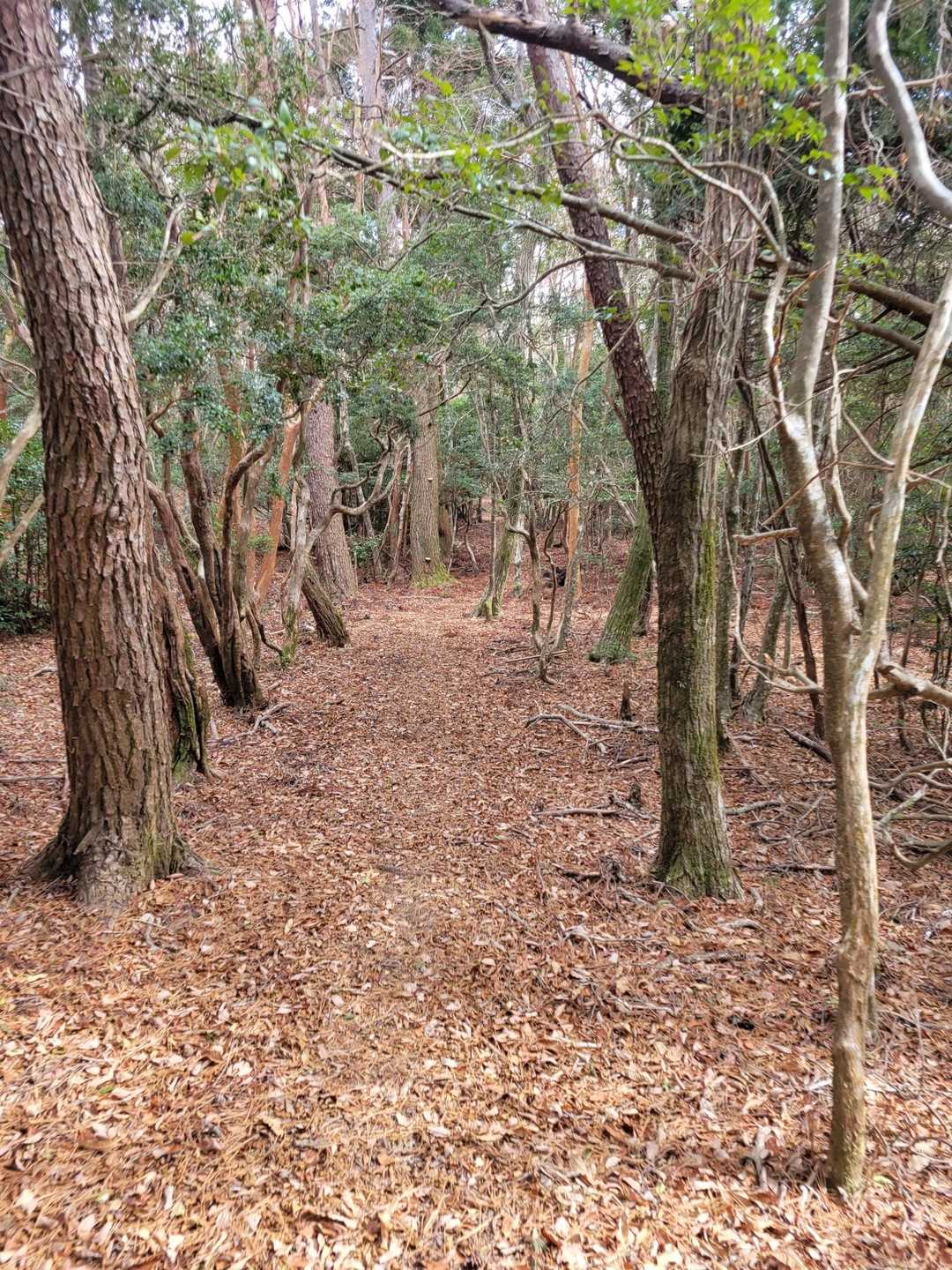 藤コース登山口-七洞岳 往復コースの写真