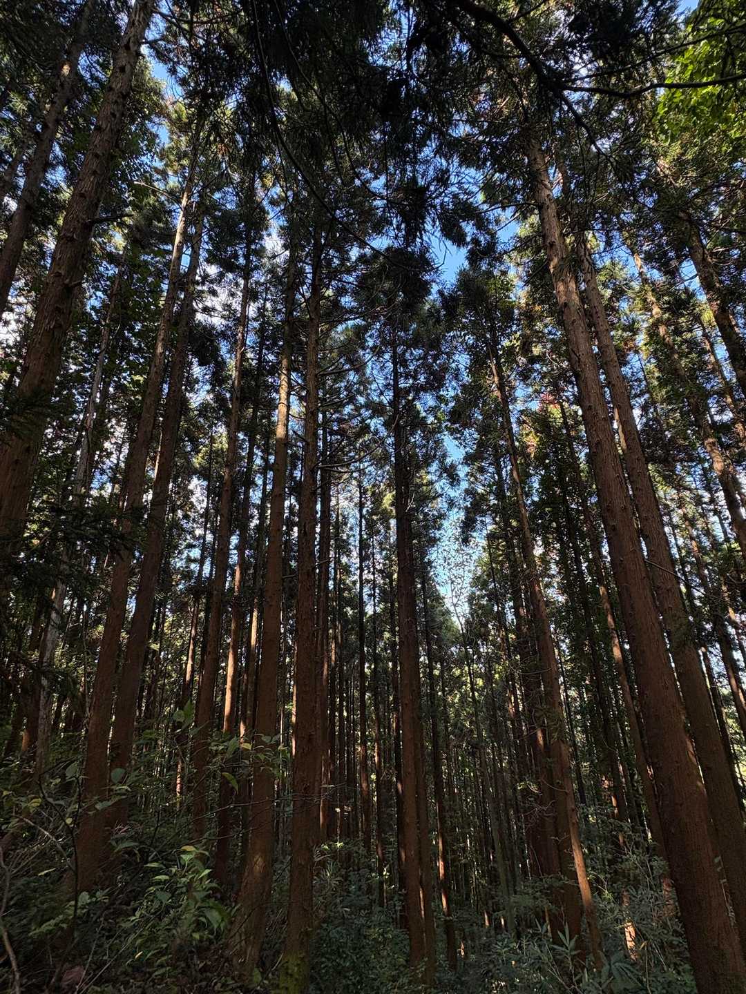 薬師神社-胎蔵山 往復コースの写真