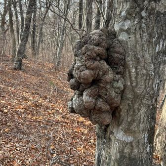 立派なコブ🌳