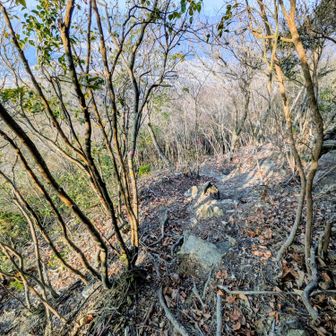 天狗山直下の急登。
木をつかみながら登ってきた。
かなり体力消費😵‍💫
