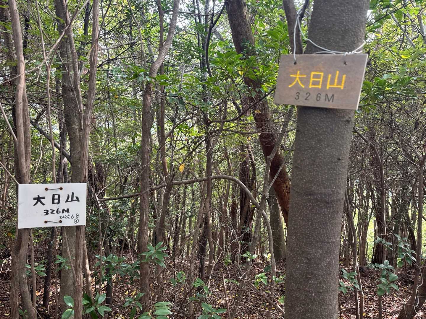 途中大日山のピークもget！ここは樹林帯の登山道の途中にあるなだらかなピークという感じ