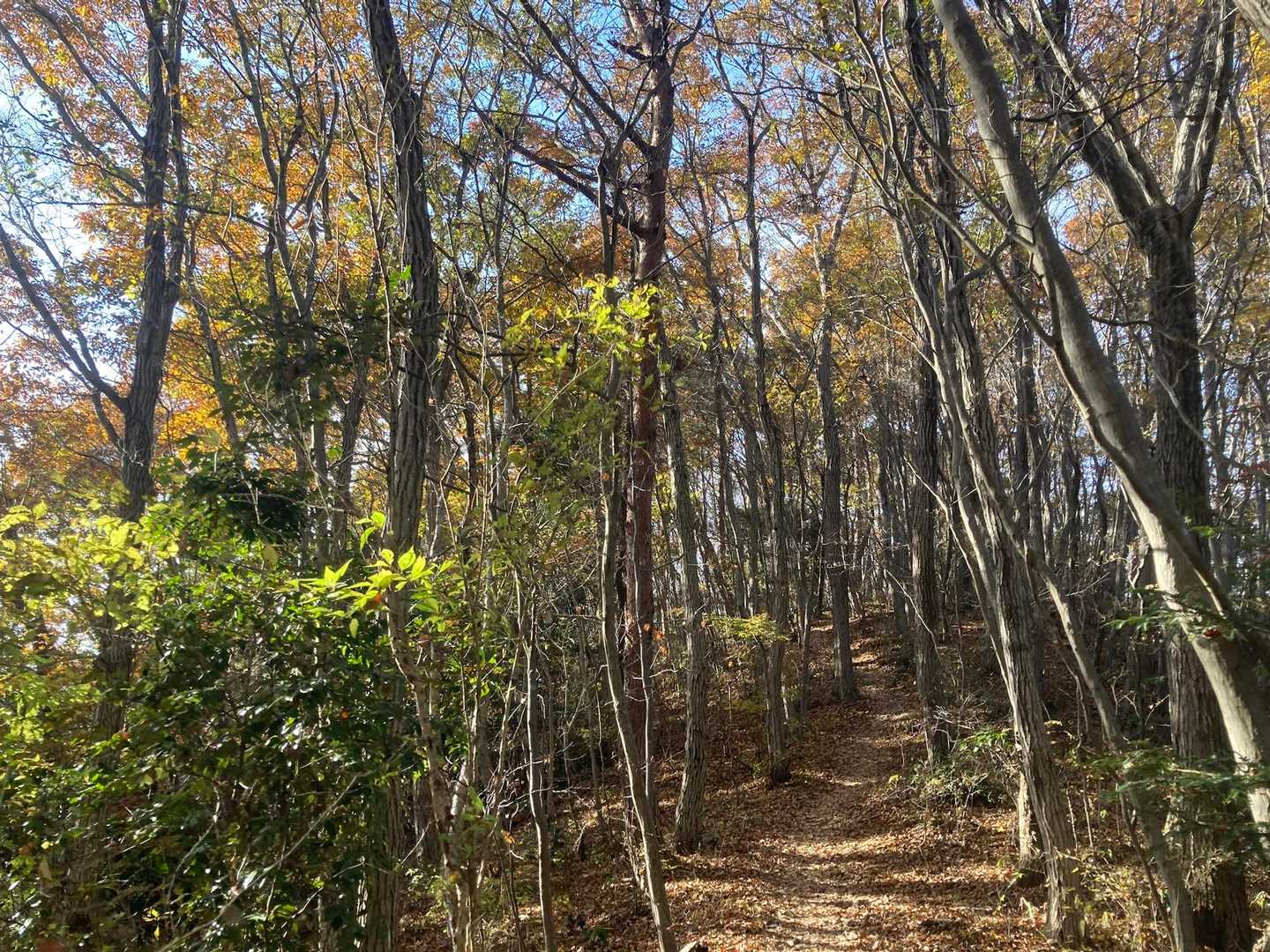ギリギリ紅葉🍁