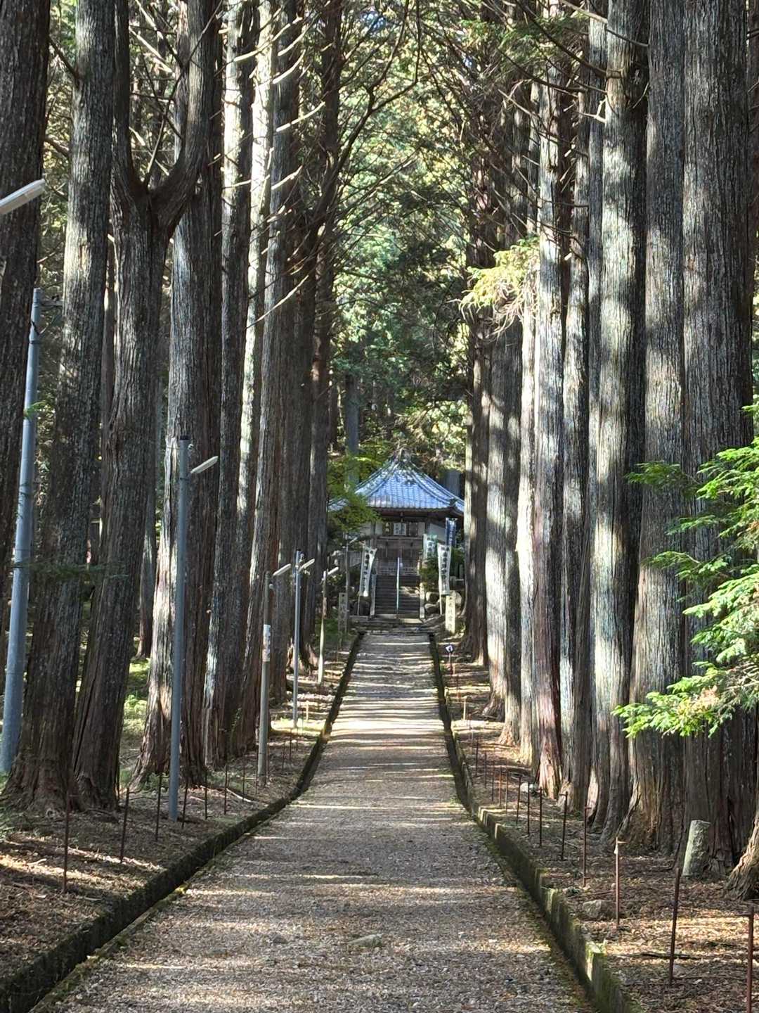 素敵な参道🌲
