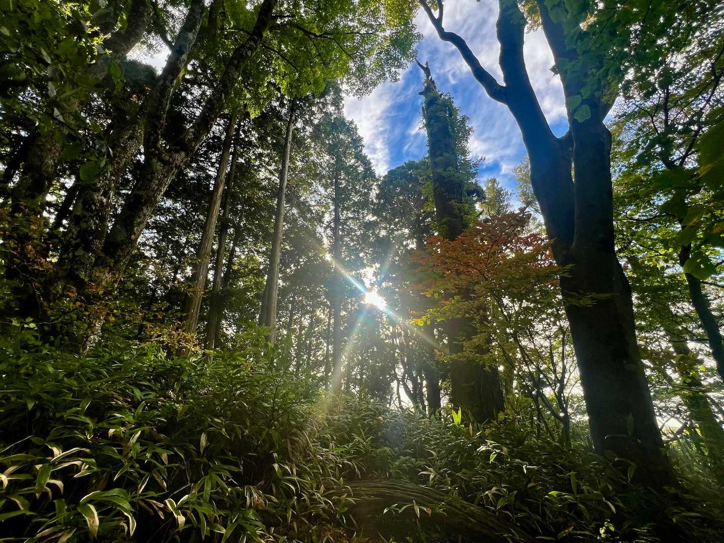 関西人気No.1の金剛山。豊かな緑と清流に包まれる癒やしの日帰り山旅の写真