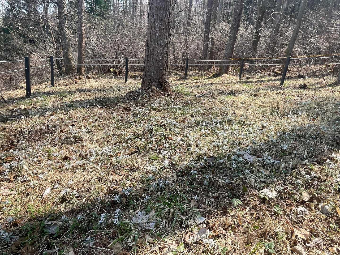 ホントに準絶滅危惧種なの？と思うほど咲き乱れています😊（長野県には千曲市にも大きな群生地があります）