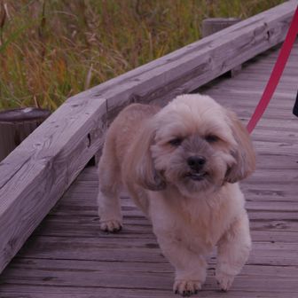 チャーリーのパパ