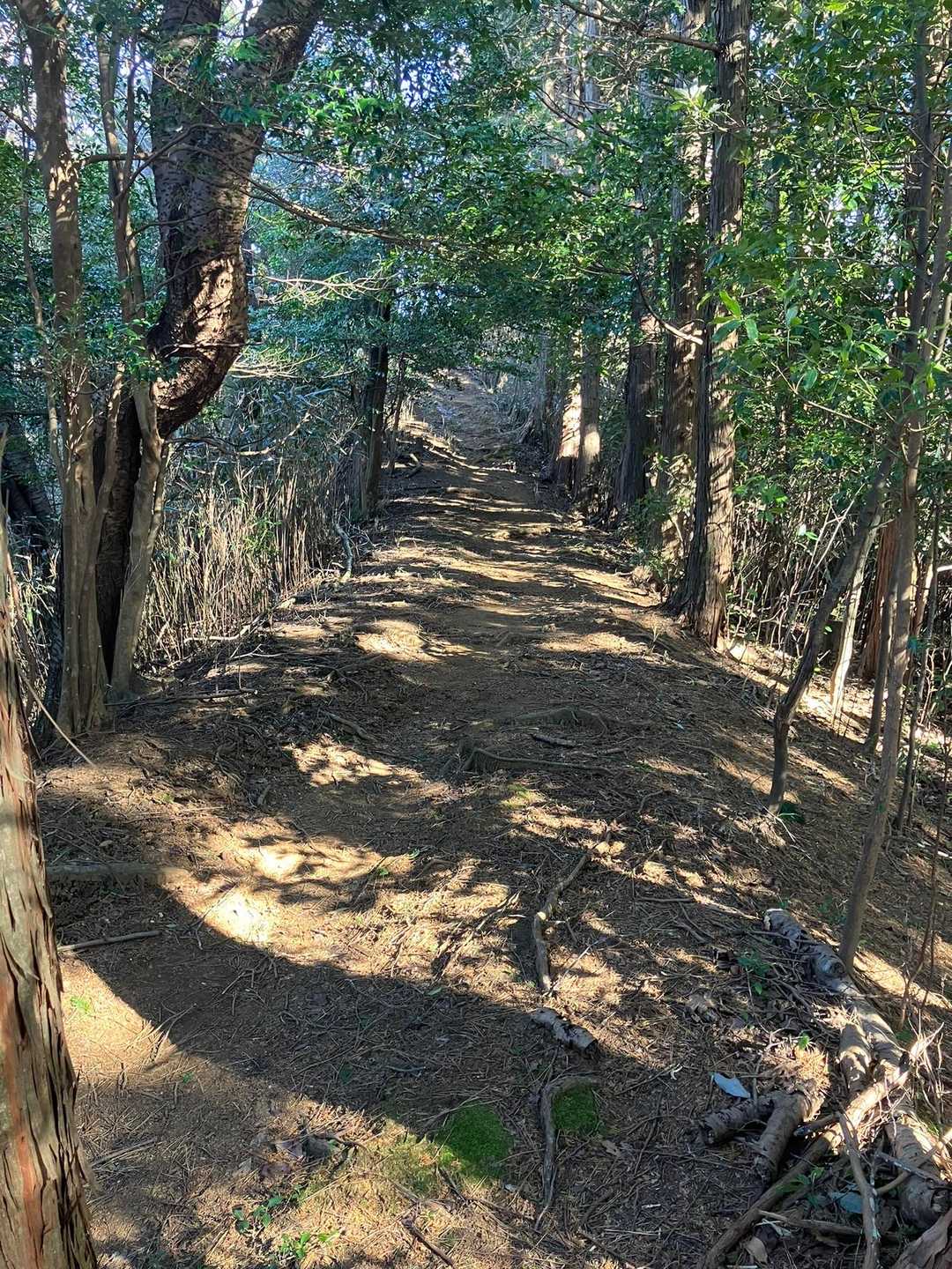 大丸山へはほとんど下りです