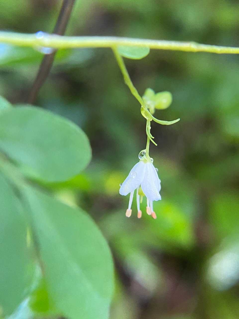 可愛らしいこのお花は？