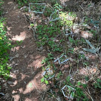 遠くからこんな感じで、ここの場所だけに🌱