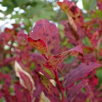 紅葉🍁も今年は早そう