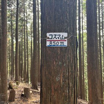本日の4座目
コスマ山・850m