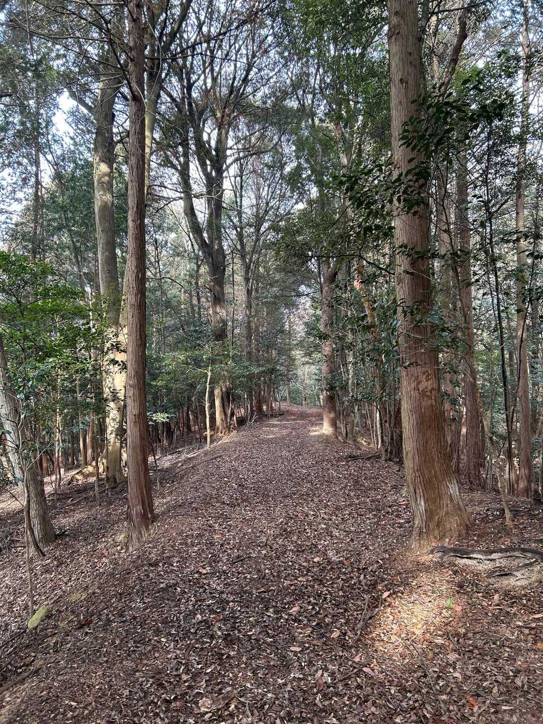 高雄山-三重山-三重山登山口 縦走コースの写真