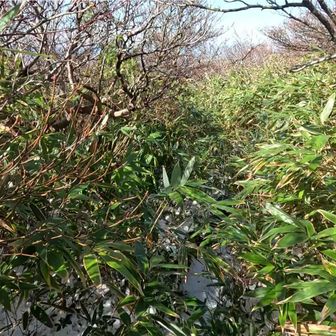 山頂から裏コースに向かいますが、ここも藪。