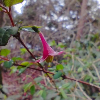 ウグイスカグラも開花