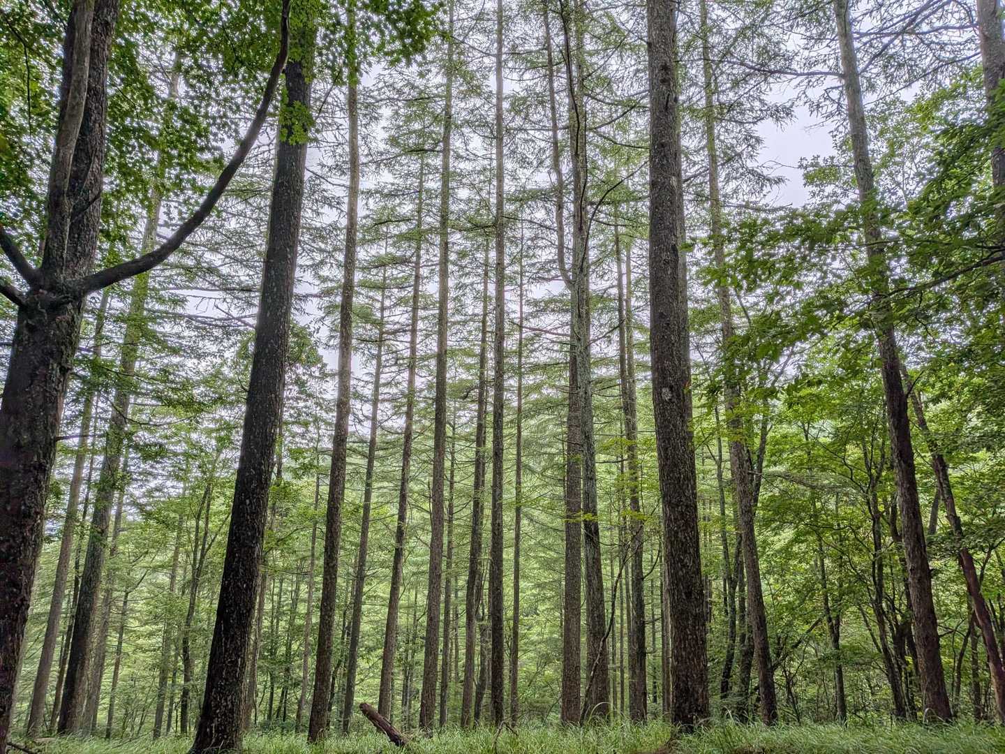 八丁峠-升形山-黒富士 往復コースの写真