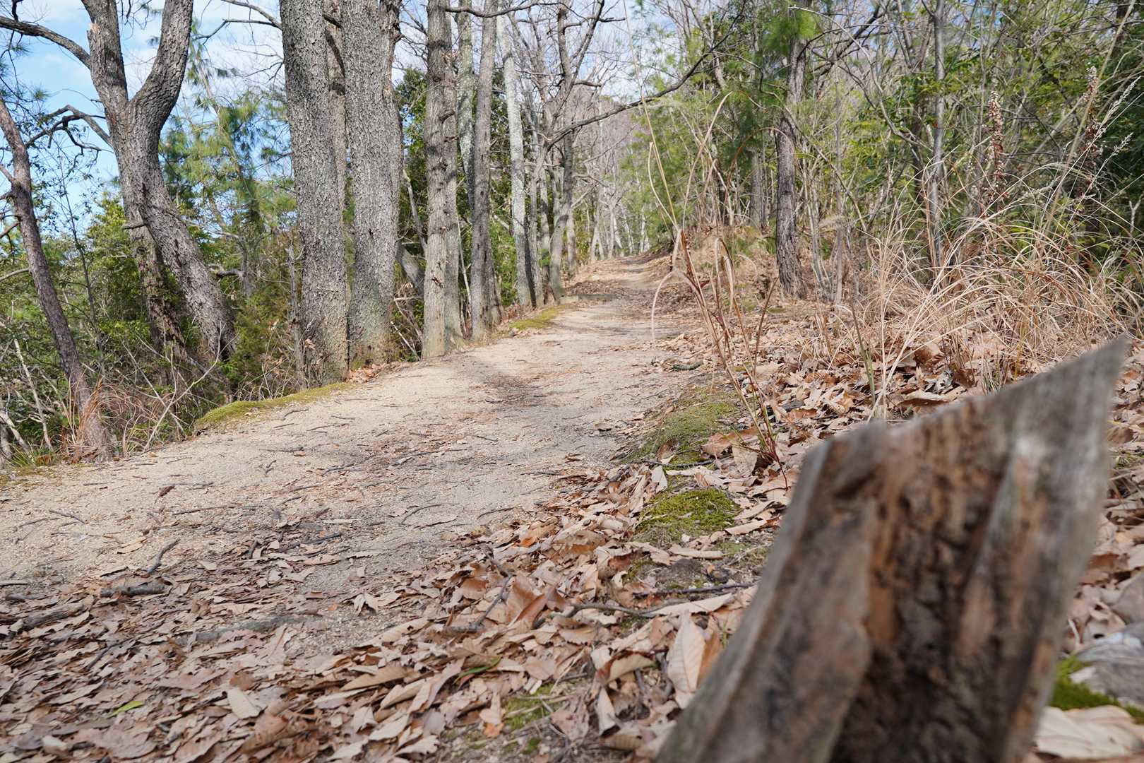 整備されてて歩きやすい登山道