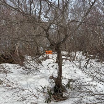 カモシカ荘から少し歩いたところに本物の山頂があった笑