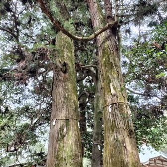 広島市指定天然記念物
松笠観音の巨樹群

スギ、ヒノキ、アベマキ、モッコクなど樹齢200年超

 https://share.google/EfraGBqGCtMFegy9b


https://share.google/1lAZqWbjaisVUJgdi