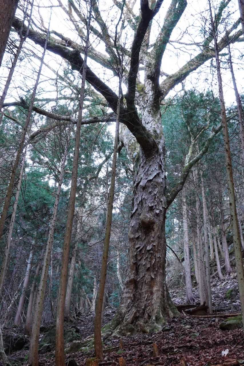 大きな木です。樹皮からするとケヤキでしょうか❓いずれにせよ、新緑や紅葉🍁の時季は、ワクワクしそうな路です😊