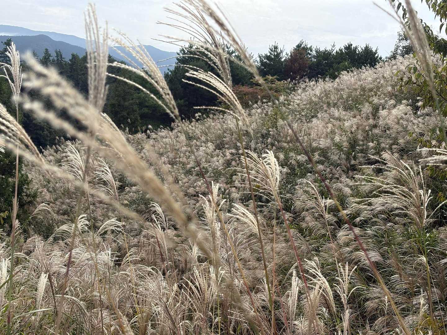 ここもススキでいっぱいです。さてこれから曽爾高原に向かいます